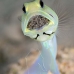 jawfish_yellowhead_bs_lc_v_0475_cay1016.jpg